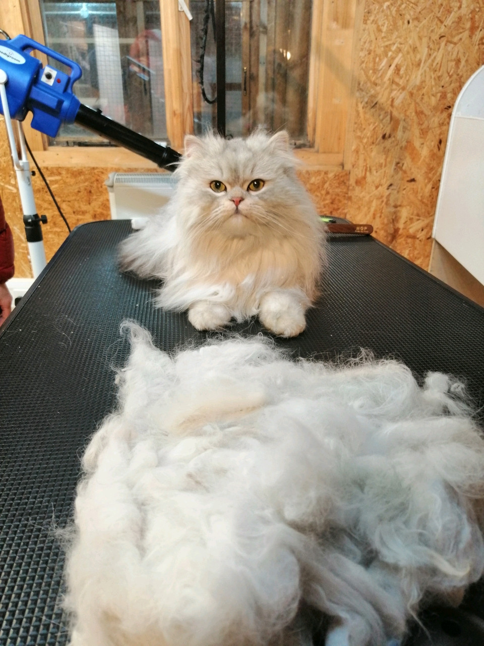 Pet Groomer & Stylist Leigh - Pampered Paws & Claws Hotel & Dog Grooming